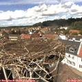 13_55-nest.jpg