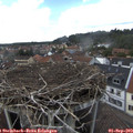 15_30-nest.jpg
