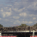 15_50-mast.jpg