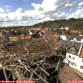15_50-nest.jpg