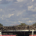 15_55-mast.jpg