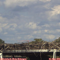16_00-mast.jpg