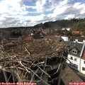 16_30-nest.jpg