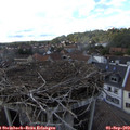 16_50-nest.jpg