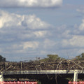 17_00-mast.jpg