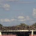 17_30-mast.jpg