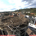 17_30-nest.jpg
