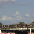 17_35-mast.jpg