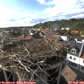 17_35-nest.jpg