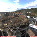 17_40-nest.jpg
