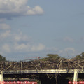 17_50-mast.jpg