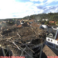 17_50-nest.jpg