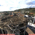 17_55-nest.jpg
