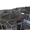 18_00-nest.jpg