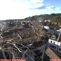 18_20-nest.jpg