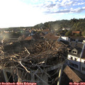 18_50-nest.jpg