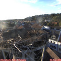 19_05-nest.jpg