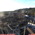 19_10-nest.jpg