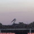 19_40-mast.jpg