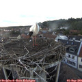 19_45-nest.jpg