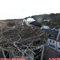 19_50-nest.jpg