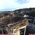 07_15-nest.jpg