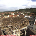 09_50-nest.jpg