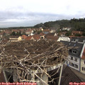 10_30-nest.jpg