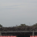 11_15-mast.jpg