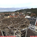 11_15-nest.jpg