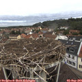 11_20-nest.jpg