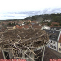 11_25-nest.jpg