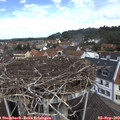 11_45-nest.jpg
