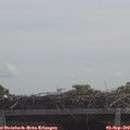 11_50-mast.jpg