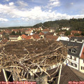 11_50-nest.jpg
