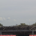 11_55-mast.jpg