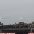 12_00-mast.jpg