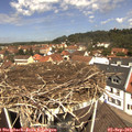 12_00-nest.jpg