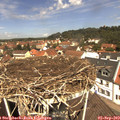 12_05-nest.jpg