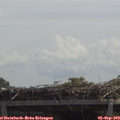 12_10-mast.jpg