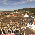 12_10-nest.jpg