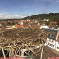 12_20-nest.jpg