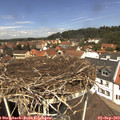 12_25-nest.jpg