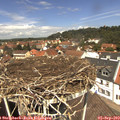 12_35-nest.jpg