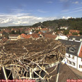 12_40-nest.jpg