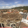 12_50-nest.jpg