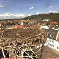 13_05-nest.jpg