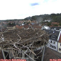 15_50-nest.jpg