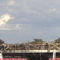 16_10-mast.jpg