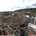 16_50-nest.jpg